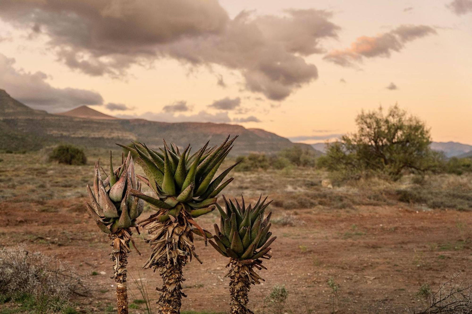 Samara Karoo Reserve Graaff-Reinet Extérieur photo