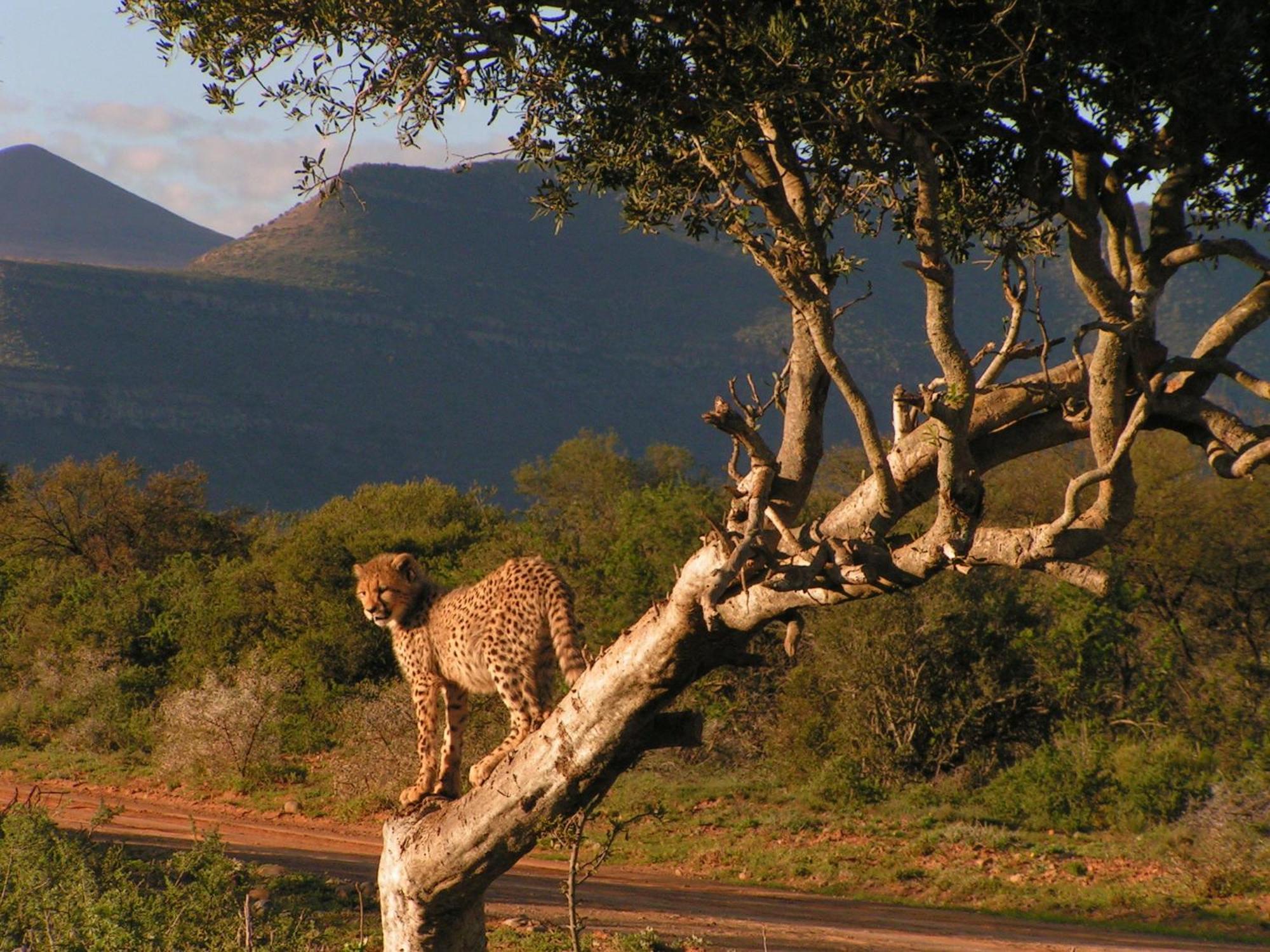 Samara Karoo Reserve Graaff-Reinet Extérieur photo